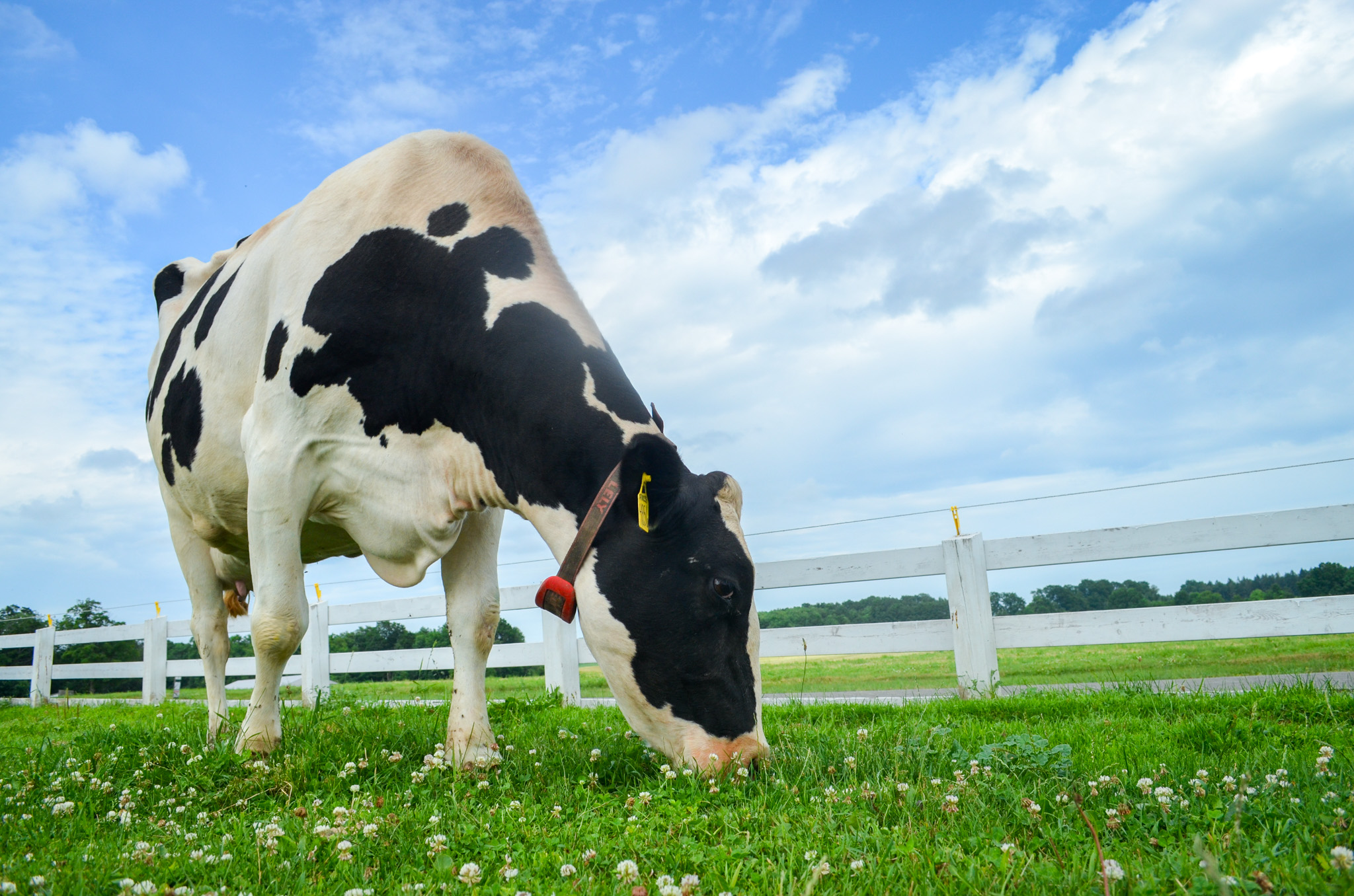 Princess, a modern Holstein wearing a robotic RFID collar